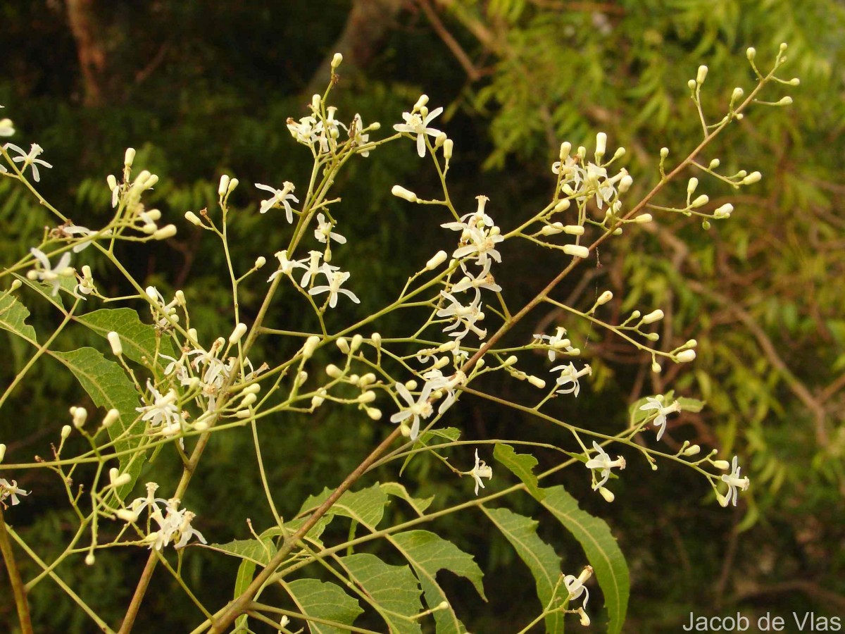 Azadirachta indica A.Juss.